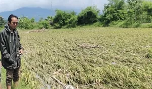 914 Hektar Sawah di Rembang Terendam Banjir, Petani Berupaya Selamatkan Panen