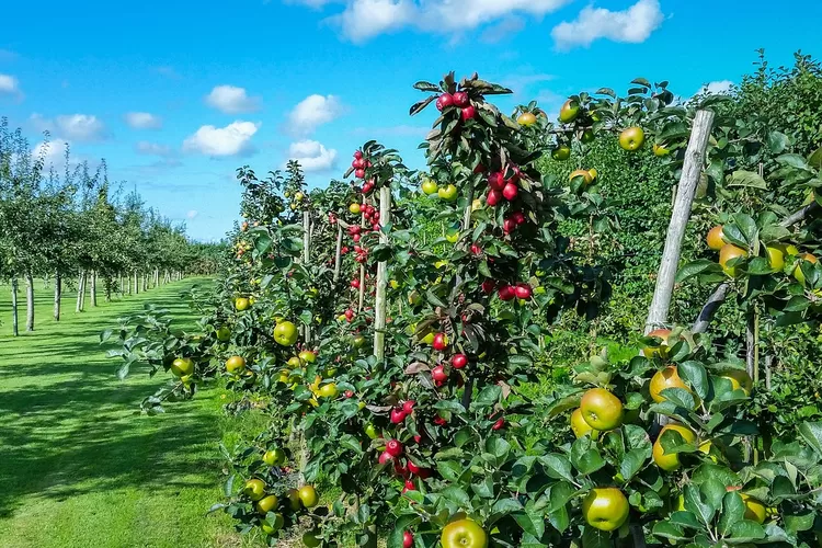 Seru Abis! Ini 3 Rekomendasi Wisata Petik Buah Di Bogor Jawa Barat ...