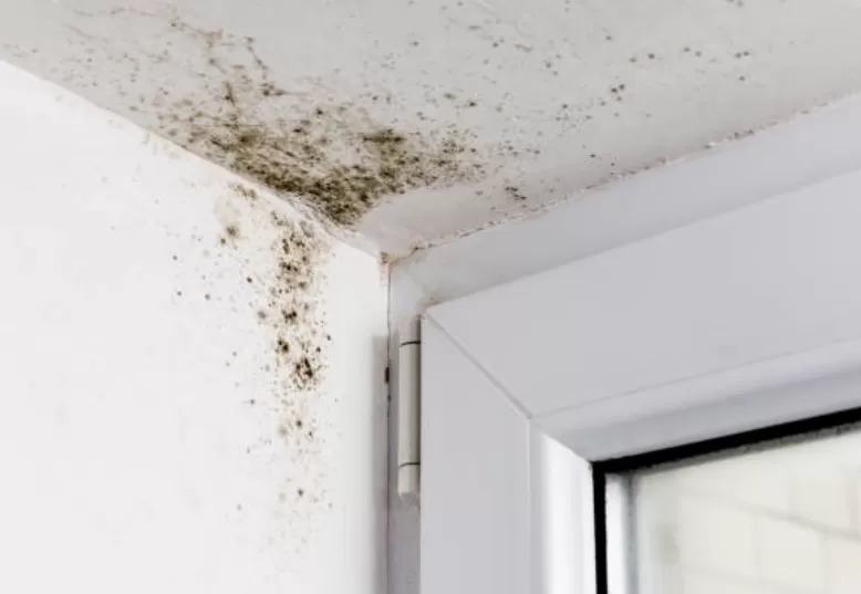 Foto Ilustrasi Black Mold : Apa itu, Bahayanya, dam Cara Mengatasi (Istock)