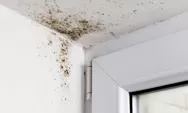 Apa Itu Jamur Black Mold,  Bahaya dan Cara Mengatasinya