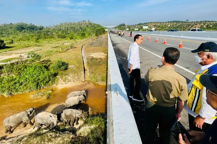 Istimewa cuma satu di Indonesia, jalan tol Pekanbaru Dumai ada banyak terowongan gajah, Jokowi beri atensi  (BPMI Setpres/Laily Rachev)
