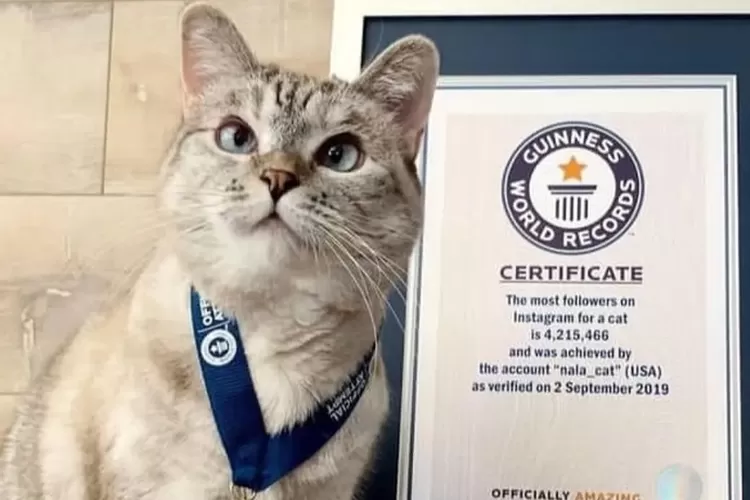 Kucing bernama Nala ini dinobatkan sebagai kucing terkaya di dunia dengan kekayaan sebesar Rp 1,5 triliun.    