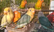 Wahai Pecinta Burung, Ini Cara Merawat Lovebird yang Baik dan Benar agar Panjang Umur
