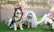 Pernikahan mewah anjing Jojo dan Luna, pengamat: Praktik glorifikasi kekayaan secara berlebihan