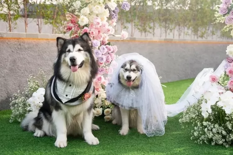 Pernikahan mewah anjing Jojo dan Luna menuai kontroversi 