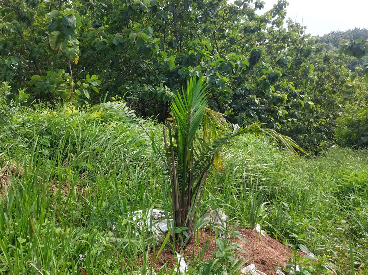 Potret tanaman sawit ilegal di Kecamatan Pasaleman, Kabupaten Cirebon (cirebonkab.go.id)