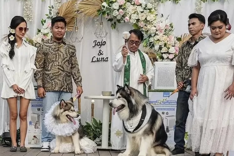 Salah satu sesi pemotretan dalam penikahan mewah anjing Jojo dan Luna  