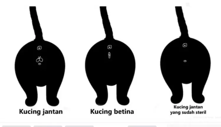Cara membedakan jenis kelamin kucing jantan dan betina