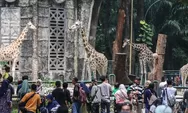 Ragunan Buka Wisata Malam! Yuk Nikmati Suasana Kebun Binatang Setelah Gelap, Cek Jam dan Cara Beli Tiketnya!