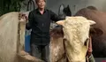 Kenalkan Ini Slamet, Sapi 1,1 Ton dari Probolinggo yang Dibeli Jokowi Seharga Rp 100 Juta untuk Hewan Kurban