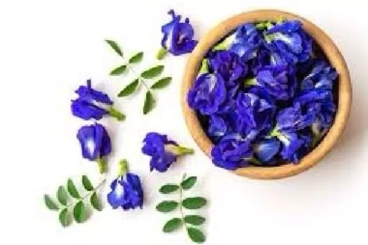 Bunga Telang dengan beragam khasiat 