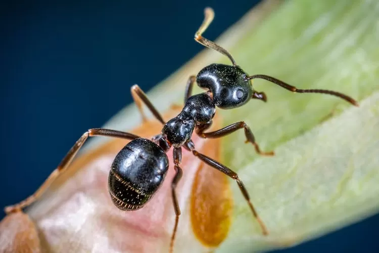 Ini dia hewan yang tidak boleh dibunuh dan dimakan menurut islam (Freepik/ Egor Kamelev)