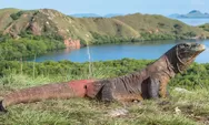 Membongkar Intrik Pulau Komodo: Perjuangan Pelestarian Alam dan Nasib Penduduk Lokal