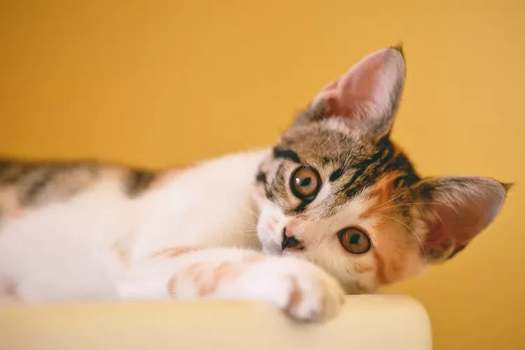 ini dia beberapa ciri dari kucing kampung yang bisa menjadi pembawa rezeki bagi anda (Pexel/ Cong H)