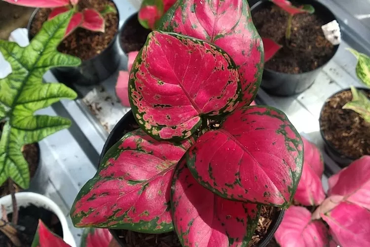 Ilustrasi Aglaonema si tanaman pembawa rejeki. (Instagram/@dolisky)