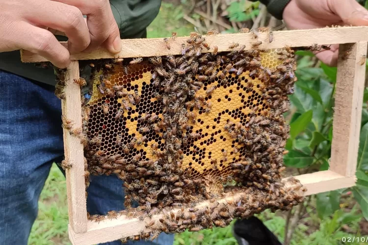 Ilustrasi foto, sarang lebah madu (Badrul Munir)