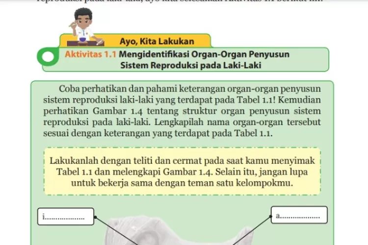 Kunci Jawaban IPA Kelas Halaman Aktivitas Organ Penyusun Sistem Reproduksi Pada Laki