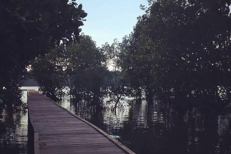 Mangrove Salebba salah destinasi wisata alam di Bontang Kalimantan Timur (Tangkapan Layar Instagram @wiwi_bintuyahya)