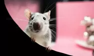 Tips Mengusir Tikus Dari Dalam Rumah, Bahaya Tikus Menyebabkan Penyakit dan Merusak Segala Perabotan