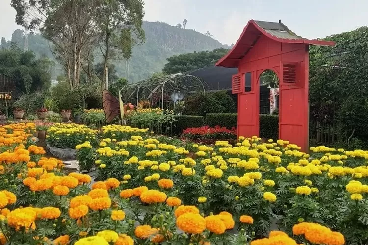 Taman Begonia  Salah satu  tempat wisata paling favorit di Lembang (Instagram @kebunbegonia)