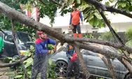 Tujuh Mobil Rangsek Tertimpa Pohon Tumbang