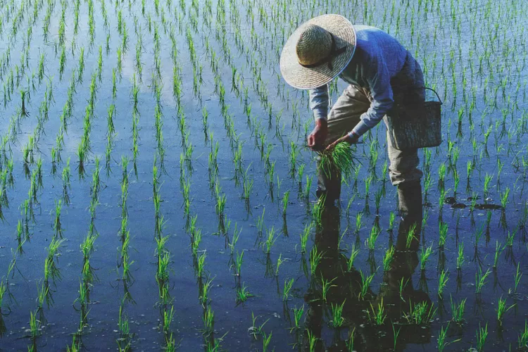 Kalender Bali Ala Ayuning Dewasa Rabu Juli Hari Baik Untuk Mengerjakan Sawah Atau