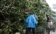 Hujan Lebat di Bogor, Hati-hati Banyak Pohon Bertumbangan