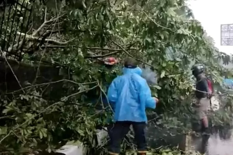 Hujan lebat di Kota Bogor, menyebabkan sejumlah pohon tumbang hingga menganggu arus lalu lintas, Minggu (4/9) sore. (Foto/ Rishad Bogor Insider)