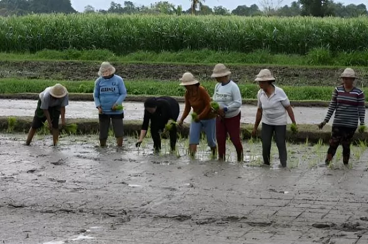 Publik minta DPP PDIP kembali menjelaskan mengapa cara menanam padi Puan Maharani tidak lazim bersama petani di Desa Sedang, Badung Bali.