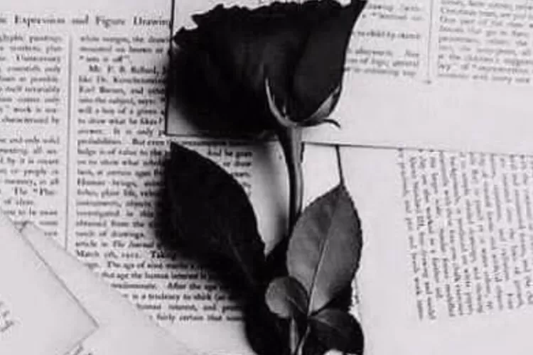 Ilustrasi mawar hitam