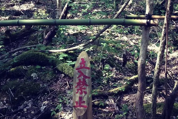 Hutan Aokigahara di Jepang (akun instagram /@rianarizki)