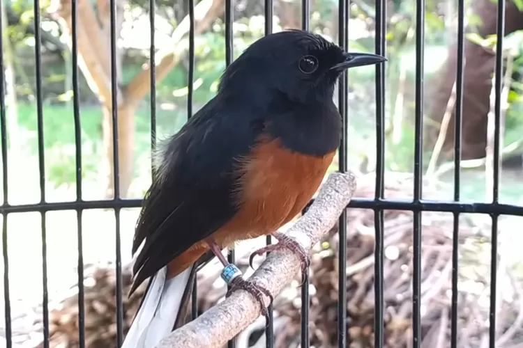 Resep Rahasia Mengatasi Burung Murai Batu Ngembang Bulu Berikut