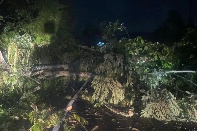Jelang Subuh Pohon Tumbang Sempat Tutup Ruas Jalan Nasional di Solok Selatan/IG: BPBD Solok Selatan 
