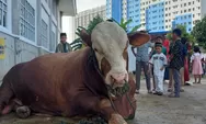 Presiden Jokowi sumbang sapi kurban ke Masjid KH Hasyim Asy'ari, ini sapinya