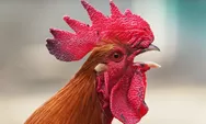 Mitos dan misteri tentang ayam yang berkokok pada waktu malam hari, yuk disimak!