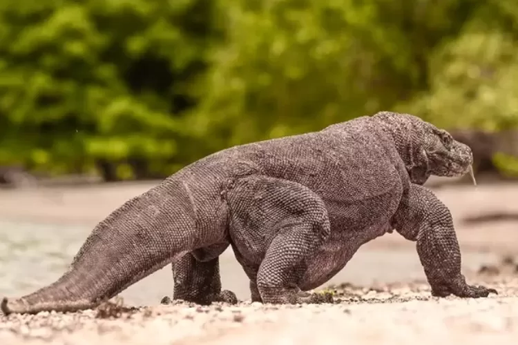 Belum Banyak Yang Tahu Ini Legenda Komodo Yang Hanya Ada Di Indonesia Flores News