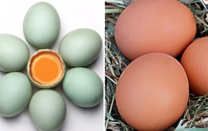 Telur ayam dan telur bebek berbeda warna rasa dan beratnya (bobogrid/Amirul Nisa)