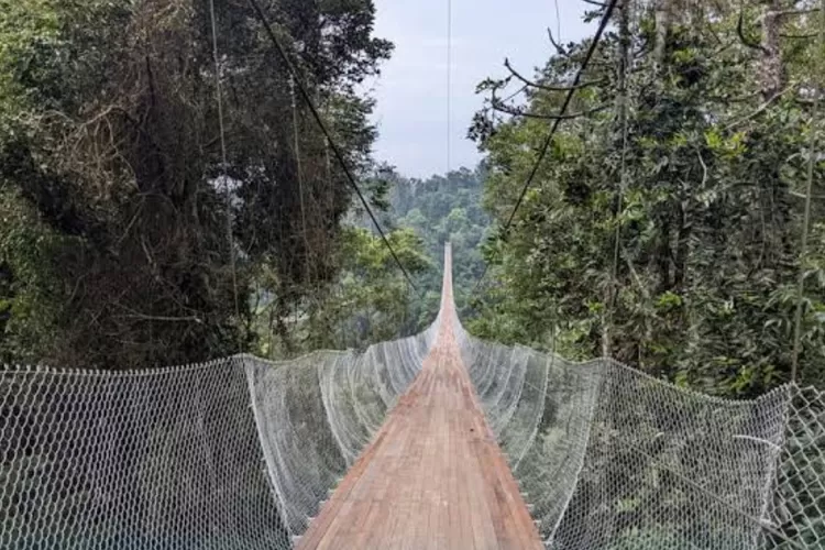 Suspension Bridge Taman Nasional Gunung Gede Pangrango 
