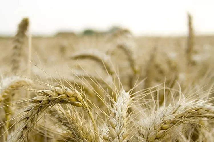 Ilustrasi padi. (Pixabay/dantunghiau)