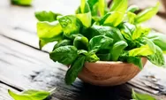 Tak hanya untuk lalapan, Daun Kemangi punya banyak manfaat kesehatan, bisa cegah diabetes dan mengurangi stres