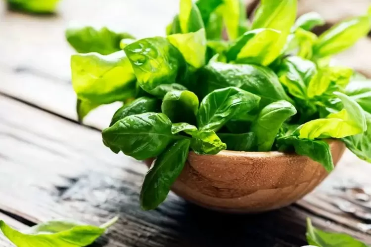 Daun Kemangi tak hanya sedap untuk lalapan, ternyata punya banyak manfaat kesehatan