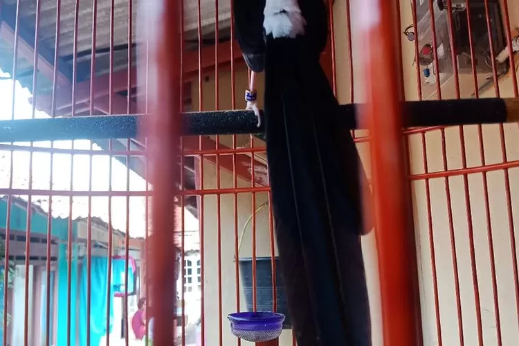 10 murai batu cantik dengan harga bersahabat, kamu wajib pelihara! (Pixabay) (Instagram/@rio_erlangga02)