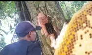 Kemarau Sudah Bikin Produksi Madu Liar Di Hutan Wonosobo Turun
